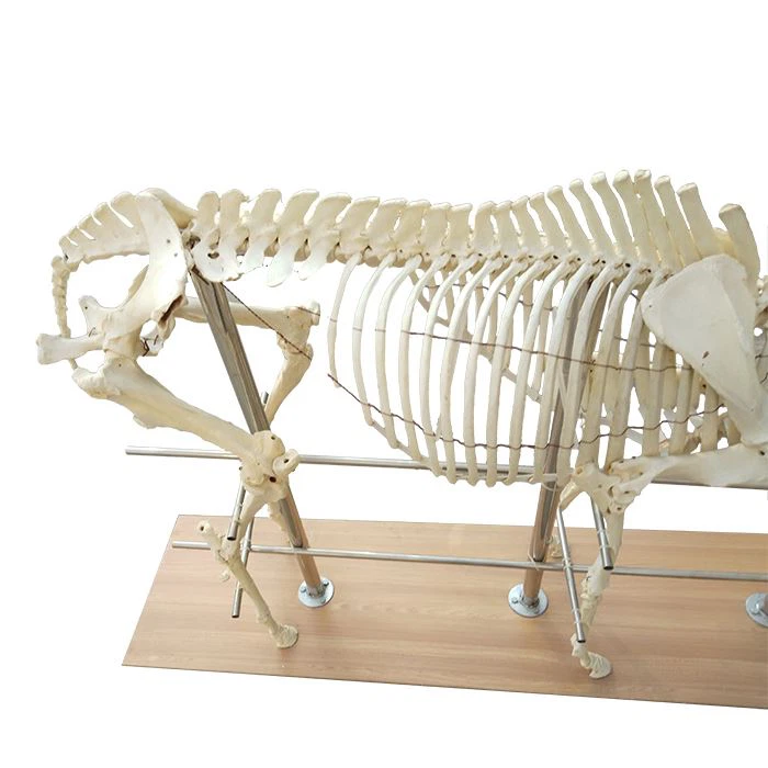 Horse-Skeleton-3