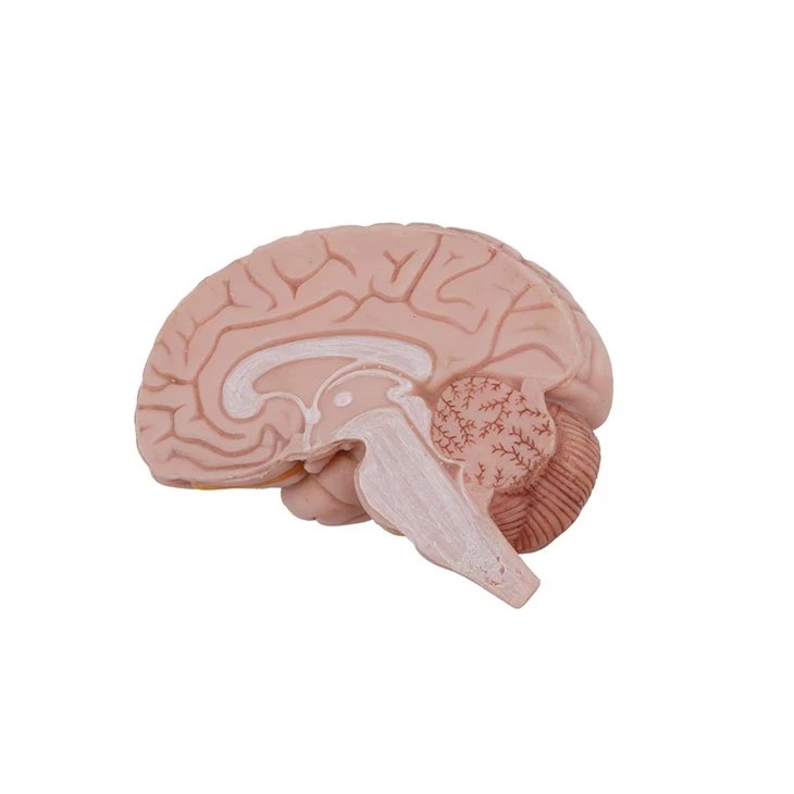 Brain Anatomical Model