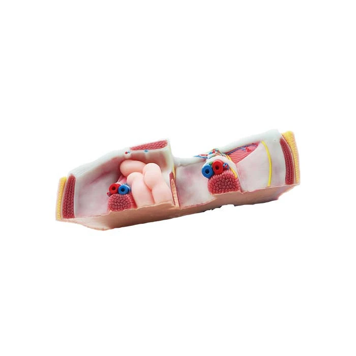 human body science model for sale