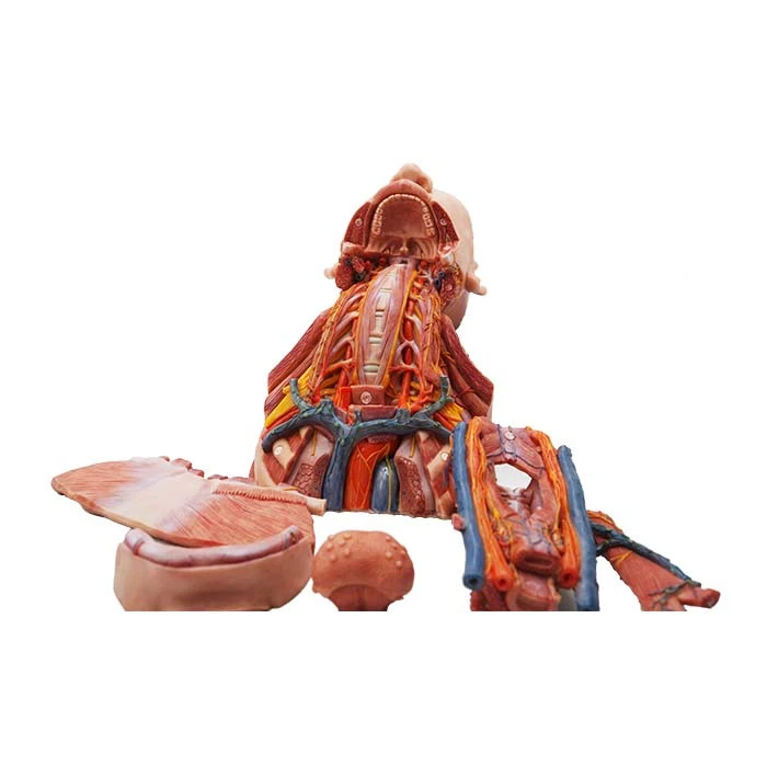 Silicone Neck Muscles Model