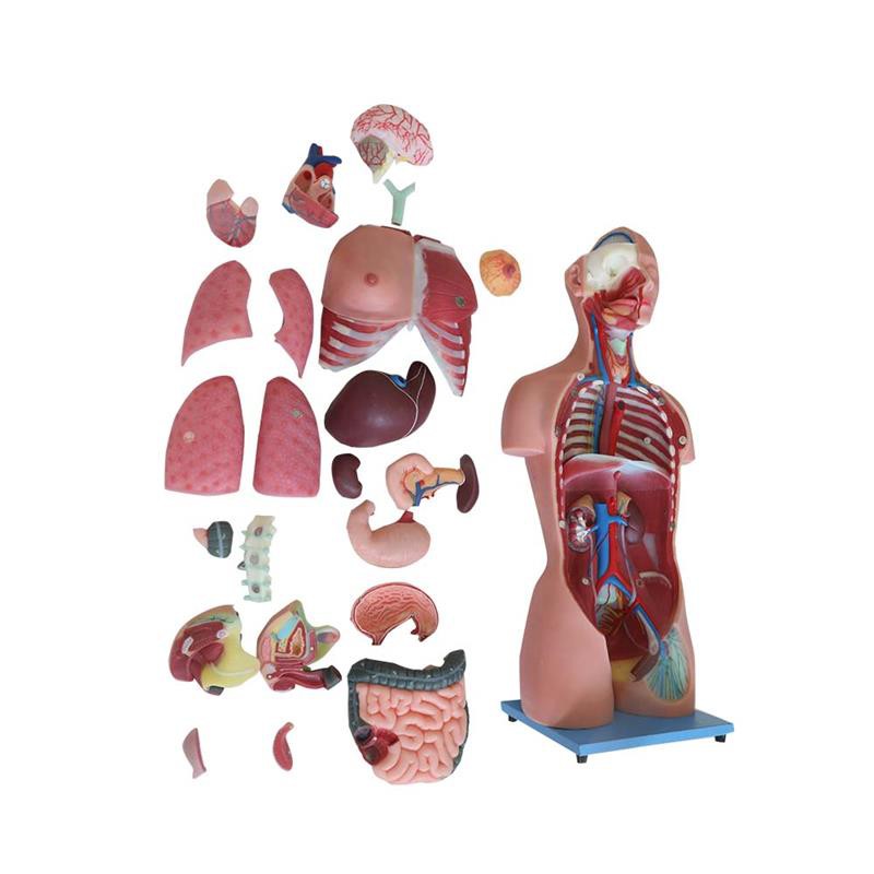 85cm torso model 85cm torso model