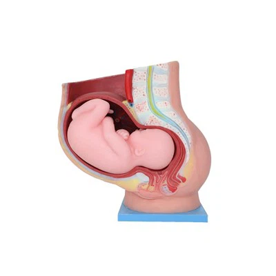 นางแบบกระดูกเชิงกรานหญิงกับทารก